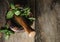 Closeup of herbal medicine being prepared