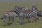 Closeup of a herd of cute plains zebras in Serengeti National Park, Tanzania