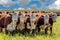 Closeup of a herd of Hereford cattle grazing in a pasture
