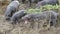 Closeup of herd of Hippos contemplating crashing into the river from land, one with mouth wide open