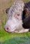 Closeup of a hereford cow alone on a farm pasture. Headshot of a sad bull grazing on lush green grass on rural farmland