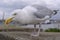 Closeup of Herring gull