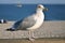 Closeup herring gull