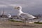 Closeup of Herring gull
