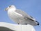 Closeup herring gull perched on boat cabin on blue sky background