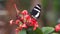 Closeup of a hewitsons longwing butterfly drinking nectar from a flower, tropical insect specie from Costa Rica, America