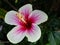 Closeup Hibiscus