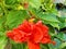 Closeup hibiscus flower