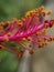 Closeup of hibiscus flower buds with sepals