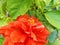 Closeup hibiscus pollen