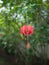 Closeup Hibiscus Schizopetalus flower