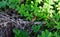 Closeup of a hiding wood mouse surrounded by Bermuda Buttercup leaves under the sunlight in Malta