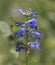 Closeup of a High Desert Idaho Widflower