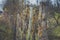 closeup high old wooden fence of logs in form of palisade vanish into space in countryland