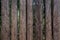 Closeup high wooden fence of logs in countryland