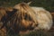 Closeup of a highland cattle laying in grass