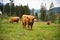 Closeup of Highland cattles in a field in Dolomites