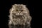 Closeup Highland Scottish Fold Cat on Black