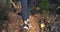 Closeup of hikers walking up a rocky trail on a mountain with hiking sticks. Group of active and adventurous friends