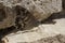 Closeup of the Hipparchia fidia, striped Grayling butterfly sitting on a rock