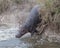 Closeup of hippo sliding down the bank into the river
