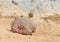 Closeup of Hippopotamus resting on land