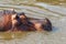 Closeup of a hippopotamus in a river