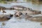 Closeup of Hippopotamus in water