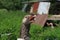 Closeup of hissing goose sitting in nest