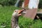 Closeup of hissing goose sitting in nest 3