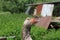 Closeup of hissing goose sitting in nest 4