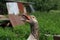 Closeup of hissing goose sitting in nest 5