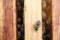 Closeup of hive frames with bees, top view