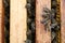 Closeup of hive frames with bees, top view
