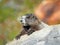 Closeup of a Hoary Marmot on a Rock