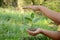 Closeup holding hands and caring green young plant,environment heal earth and save the world