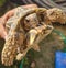 Closeup holding of Tortoises are reptile species of the family Testudinidae of the order Testudines