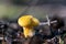 Closeup of a hollow foot mushroom (Suillus cavipes)