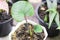 Closeup Homalomena rubescens leaves plant wit white pot in green house, selective focus