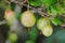 Closeup of home grown European gooseberry