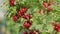 Closeup of homegrown Red currant, 4K