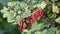 Closeup of homegrown Red currant, 4K