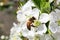 Closeup of a honey bee on a blossom