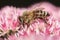 Closeup of Honey Bee Feasting on Freshly Bloomed Sedum