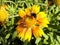 Closeup Honey Bee Pollinating a Gerbera Daisy