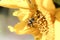 Closeup of a honey bee on a sunflower