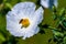 Closeup of a Honey Bee on a White Prickly Poppy Wildflower Blossom