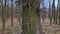 Closeup Honey locust tree stem with multiple big thorns growing out of its bark