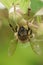 Closeup on a honeybee , Apis mellifera, hanging down on a flower bud