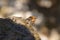 Closeup of a honeybee drinking water off a stone